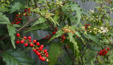 Gkz植物事典 ジュズサンゴ 数珠珊瑚