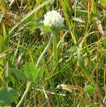 Gkz植物事典 シロバナアカツメクサ 白花赤詰草