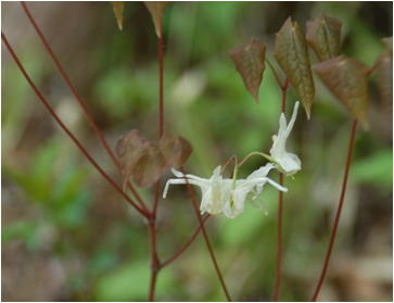 Gkz植物事典 シロバナイカリソウ 白花錨草