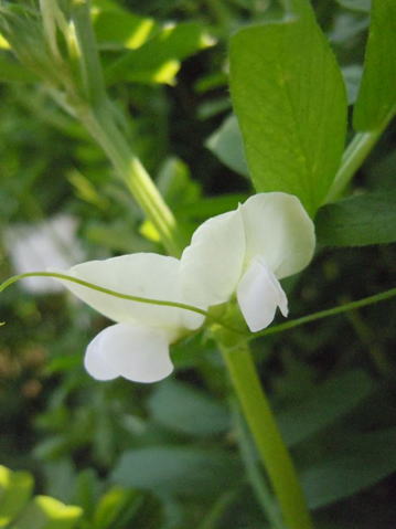 Gkz植物事典 シロバナカラスノエンドウ