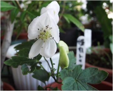 Gkz植物事典 シロバナトリカブト 白花鳥兜