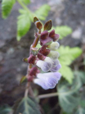 Gkz植物事典 シソバタツナミ 紫蘇葉立浪