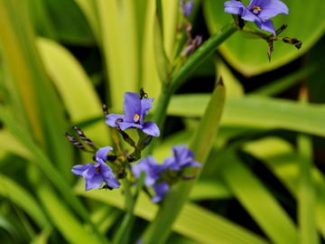 GKZ植物事典・ソライロキキョウアヤメ