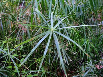 Gkz植物事典 タイガー ナッツ