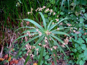 Gkz植物事典 タイガー ナッツ