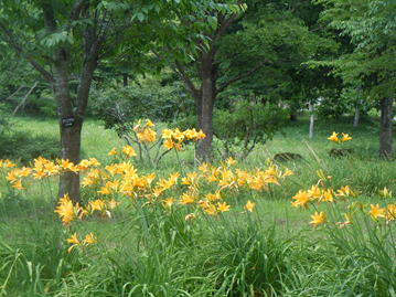 Gkz植物事典 トビシマカンゾウ 飛島甘草