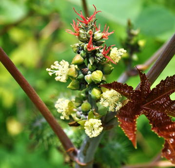 Gkz植物事典 トウゴマ 唐胡麻