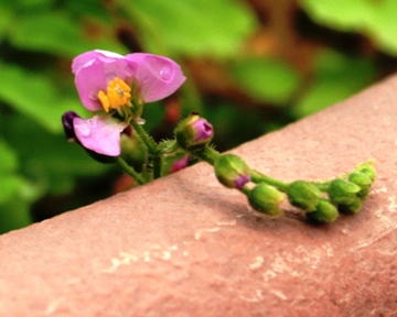 Gkz植物事典 ツルギバモウセンゴケ