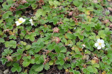 Gkz植物事典 ヤクシマシロバナヘビイチゴ 屋久島白花蛇莓