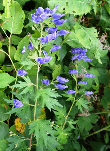 50 花 言葉 トリカブト 花言葉 トリカブト 虚無